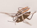 Velia caprai